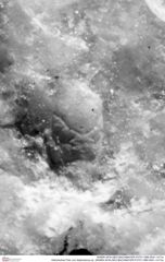 Historisches Foto von Gastrodorus sp. (NHMW-AFW-GEO-BACHMAYER-FOTO-1990-0041-1417a)